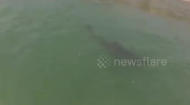 Paddle boarder has close encounter with great white