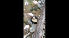 Flamingo likes rubbing his head on the water