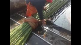 A lot of fish - Spain