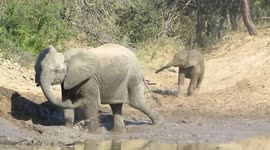 Baby African elephant gets mudbath lessons from Mommy