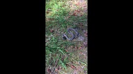 Western Terrestrial (Wandering) Garter Snake