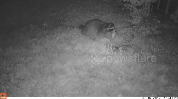 Trail cam catches raccoon eating baby rabbits - Buy, Sell or Upload ...