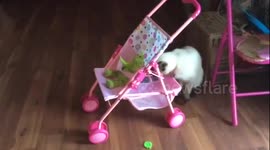 Cat pushing her baby in a stroller