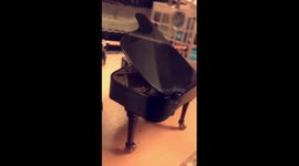 Tarantula plays piano