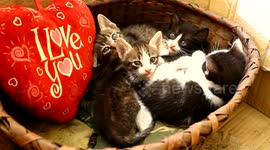 A video of kittens that will make your day better!