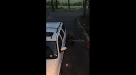 Newsflare Wild Black Bear Opens Door Of Parked Car In Tennessee