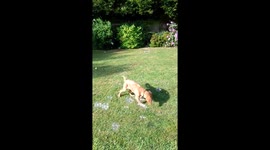 How to wear a puppy out !