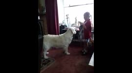 Dog sticks her nose where it doesn't belong LOL