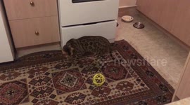 Bengal cat voices his frustration at tricky toy