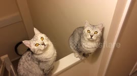 Cat brothers chilling in precarious position