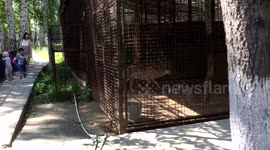 Animals start howling in zoo