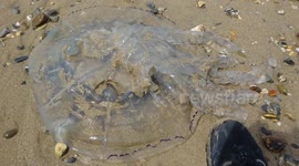 Huge jellyfish washed up on Watergate bay beach