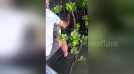 Good Samaritans rescue turtle stuck in mangrove tree branches