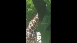 Detroit Zoo giraffe picks his nose