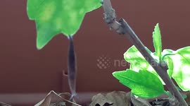 Descente en rappel d'une limace!!