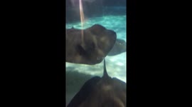 Stingrays and Sharks