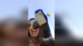 Newsflare Edit - What a funny duck you are Nibbles!