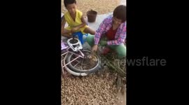 Woman uses bicycle to pick peanuts