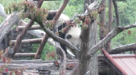 Giant panda Tian Bao Cools Off!