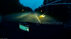 Car hits moose on road in Latvia