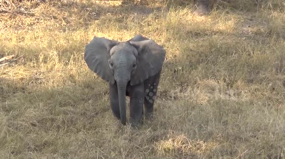 This baby elephant's charge is too cute