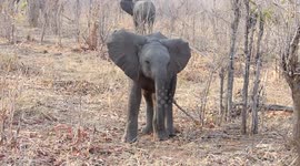Cute baby elephant tries to intimidate safari group