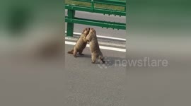 Road rage gets the better of Chinese marmots