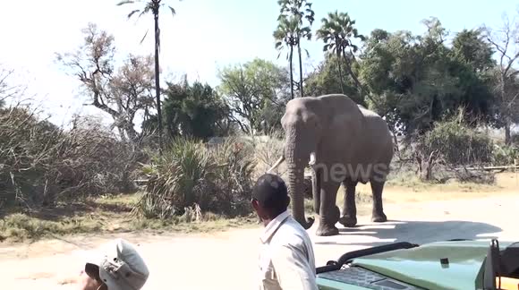 Wild elephant swings trunk at tourists in Botswana