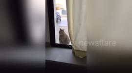 Newsflare Edit - CAT OPENING A BEDROOM WINDOW 