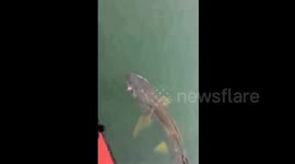 罕见！云阳钓友钓起了一条长1.5米重42斤的大鱤鱼