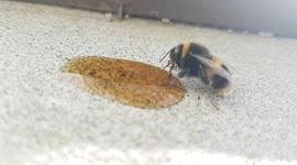 Exhausted Bumblebee revived from flat coca cola