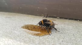 Reviving an exhausted bumblebee with flat coca cola.
