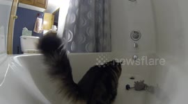 Maine Coon Kitten Attacks Shower Curtain | HD