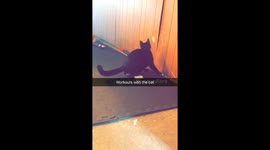Cat doing a workout with me