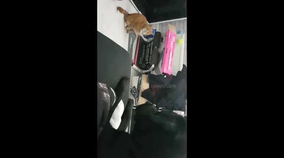 Cat and Dog talk to eachother!