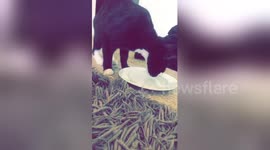 Newsflare Edit - Cute cat