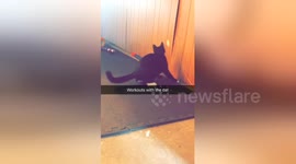 Newsflare Edit - Cat doing a workout with me