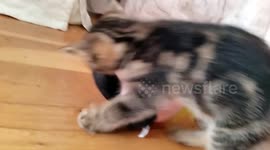 Kitten attacks Donald Trump toy