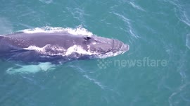 Whale Breaching in Iceland
