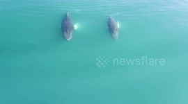 Two Whales swimming alongside