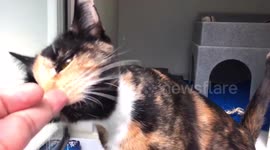 Very beautiful and friendly tortoiseshell-and-white cat 