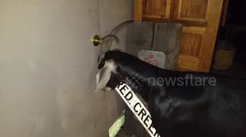 Goat uses horns to open door for her owner