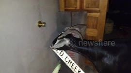 Goat uses horns to open door for her owner