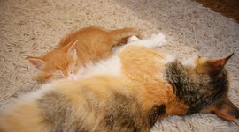  Cat and her kitten found refuge in my home