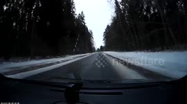 roe deer got slight hit from car on road in estonia
