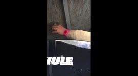 How to remove a wasp nest without killing the queen