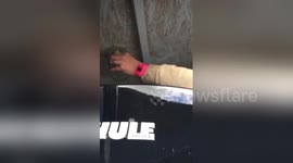 Newsflare Edit - How to remove a wasp nest without killing the queen