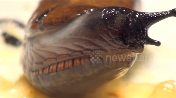 Interesting close-up footage of snail