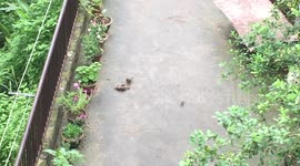 It's like pro wrestling of birds : Birds wrestling with Umpire