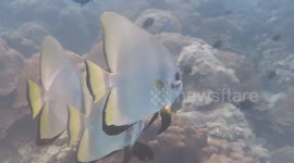 Batfish with parasite, and injured at cleaning station 